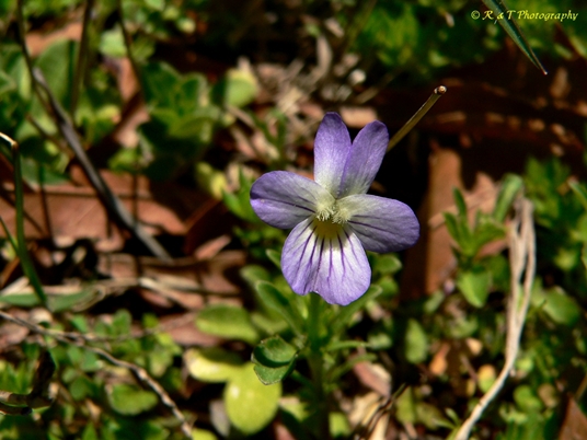 {Viola bicolor}